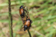 Phyllotocus navicularis