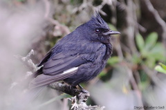 Knipolegus lophotes