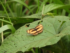 Pantoporia