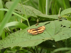Pantoporia