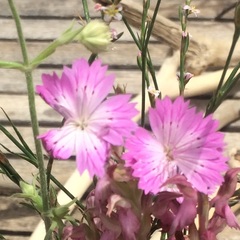 Dianthus tripunctatus
