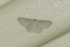 Poecilasthena pulchraria