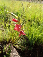 Gladiolus rehmannii