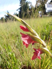 Gladiolus rehmannii