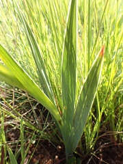 Gladiolus rehmannii