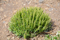 Lepidium horstii