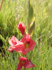 Gladiolus rehmannii