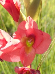 Gladiolus rehmannii