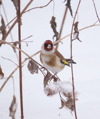 Carduelis carduelis