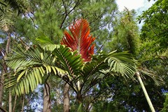 Chambeyronia macrocarpa