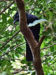 Corvus moneduloides