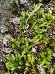 Scorpiurium circinatum