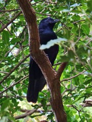 Corvus moneduloides