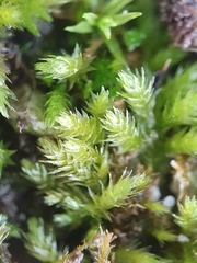 Scorpiurium circinatum