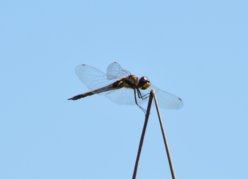 Austral Saddlebags