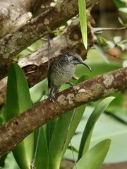 Gliciphila undulata