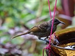 Gliciphila undulata