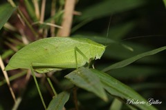 Phylloptera fosteri