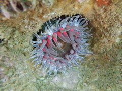 Anthopleura biscayensis