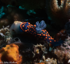 Nembrotha yonowae
