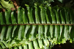 Nephrolepis hirsutula