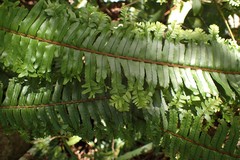 Nephrolepis hirsutula