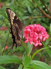 Papilio montrouzieri