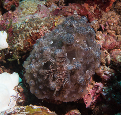 Dendrodoris tuberculosa