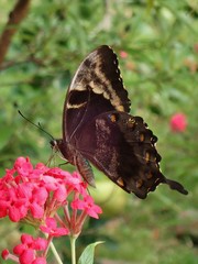 Papilio montrouzieri