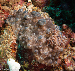 Dendrodoris tuberculosa