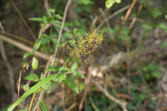 Panicum sarmentosum