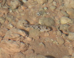 Yongeichthys nebulosus