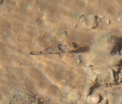 Yongeichthys nebulosus