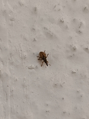 Malvapion malvae