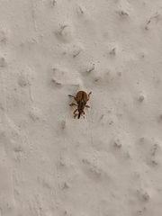 Malvapion malvae
