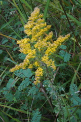 Solidago odora odora