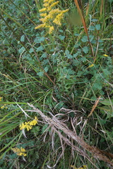 Solidago odora odora