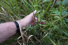 Solidago odora odora