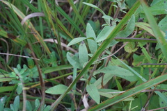 Solidago odora odora