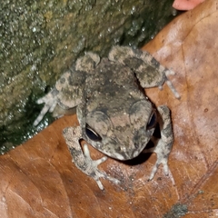 Duttaphrynus melanostictus