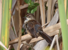 Bradypterus baboecala