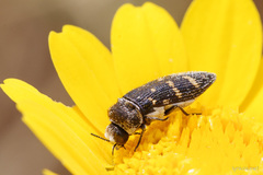Acmaeoderella flavofasciata