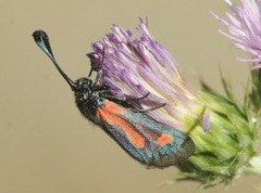 Zygaena sarpedon
