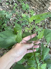Ageratina roanensis