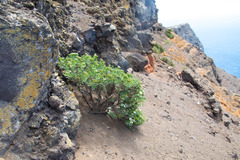 Nesocaryum stylosum