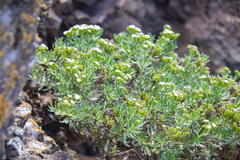 Nesocaryum stylosum