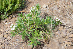 Nesocaryum stylosum