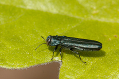 Agrilus sulcicollis