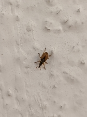 Malvapion malvae