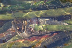 Clibanarius longitarsus